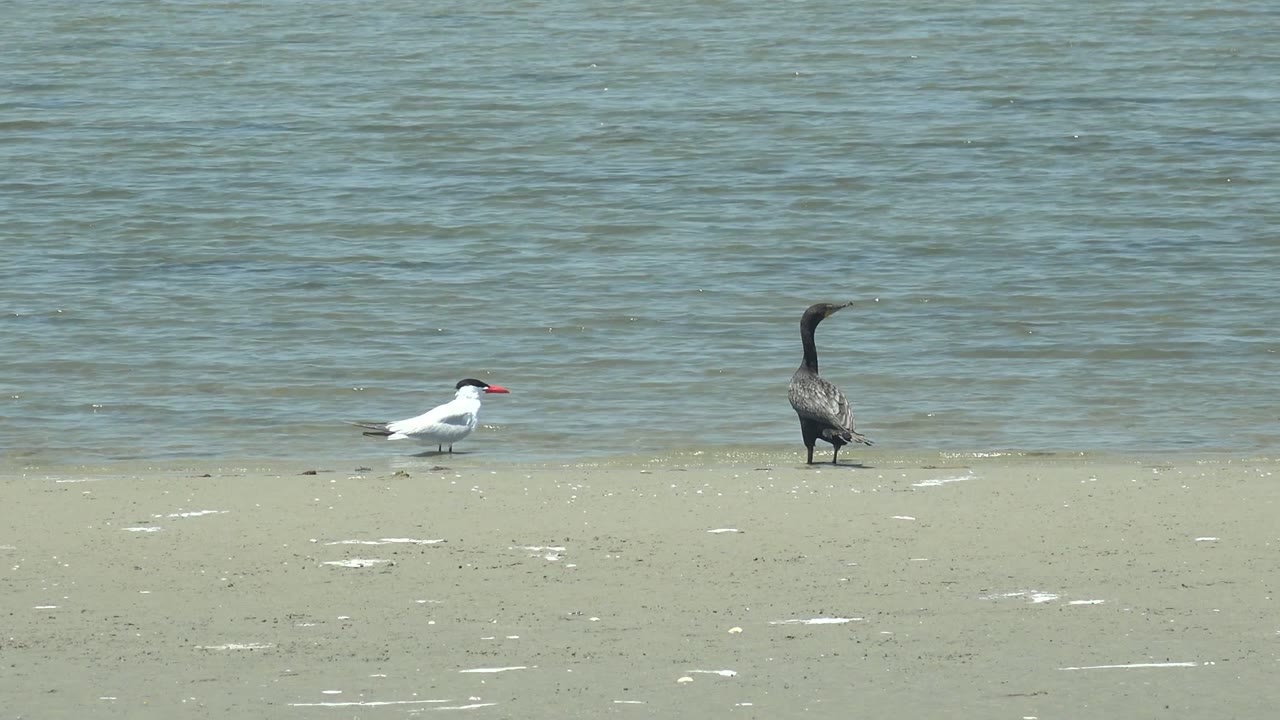 At 0:02 in Guerrero Negro, Baja California Sur, the white bird and dark bird stand apart on the sandy strip, with the water surface filling most of the frame and no visible people.