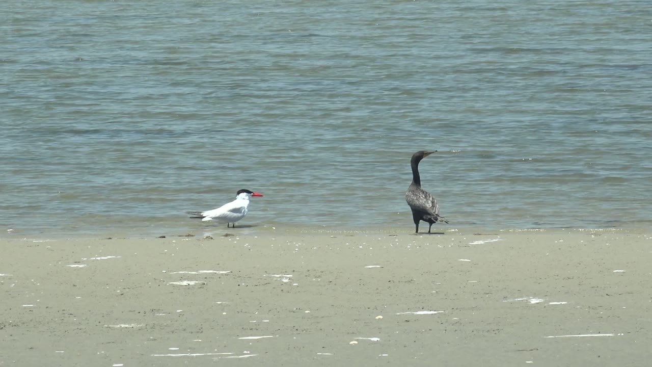 White bird near left edge and dark bird on sand by calm water