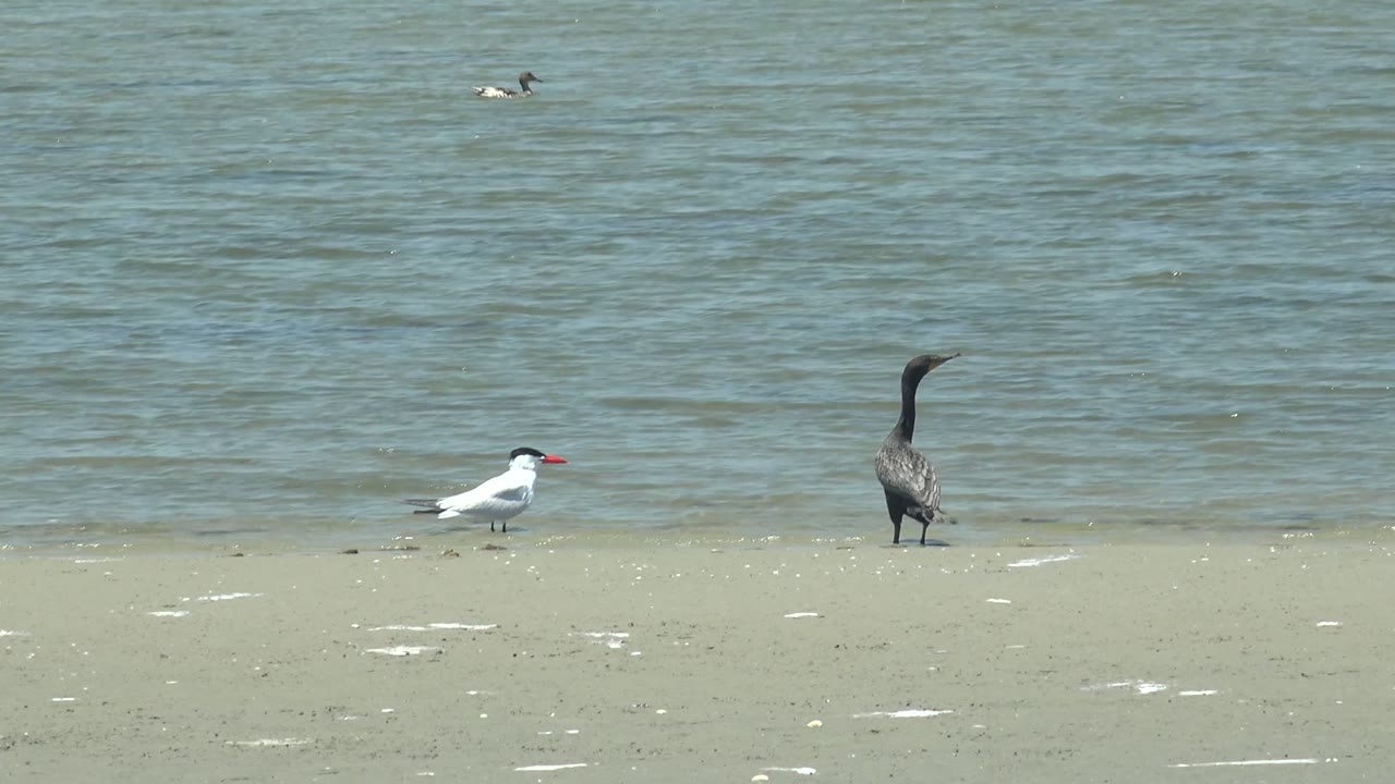 At the start of the Guerrero Negro clip, a white red-beaked bird and a dark long-necked bird stand on pale sand beside rippled water, with no visible people.