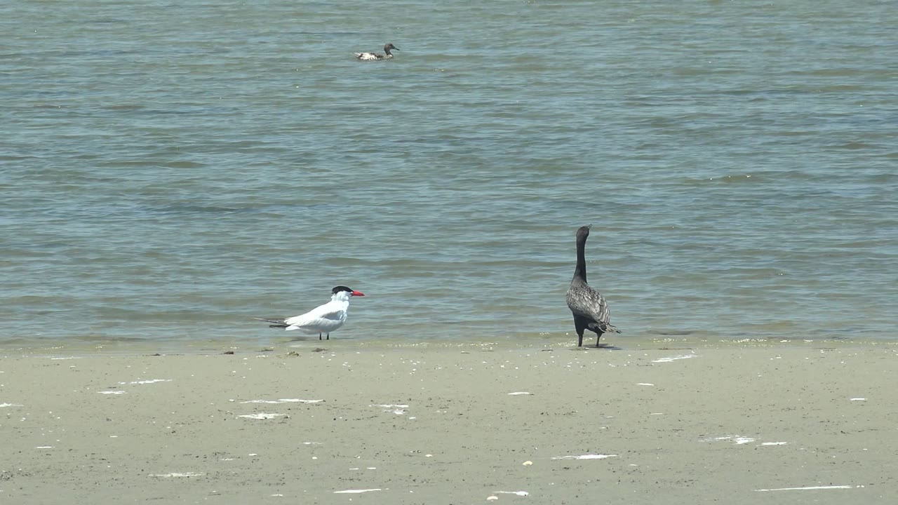 White bird and dark bird remain on shore with a small bird in the water.