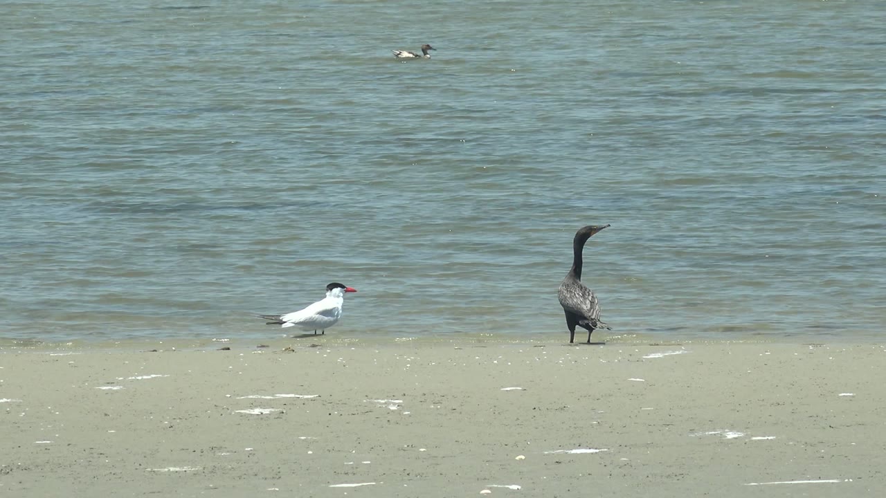 At 0:02, the white bird and the dark upright bird remain separated on the sandy Guerrero Negro shoreline, backed by broad rippled water and no visible people.