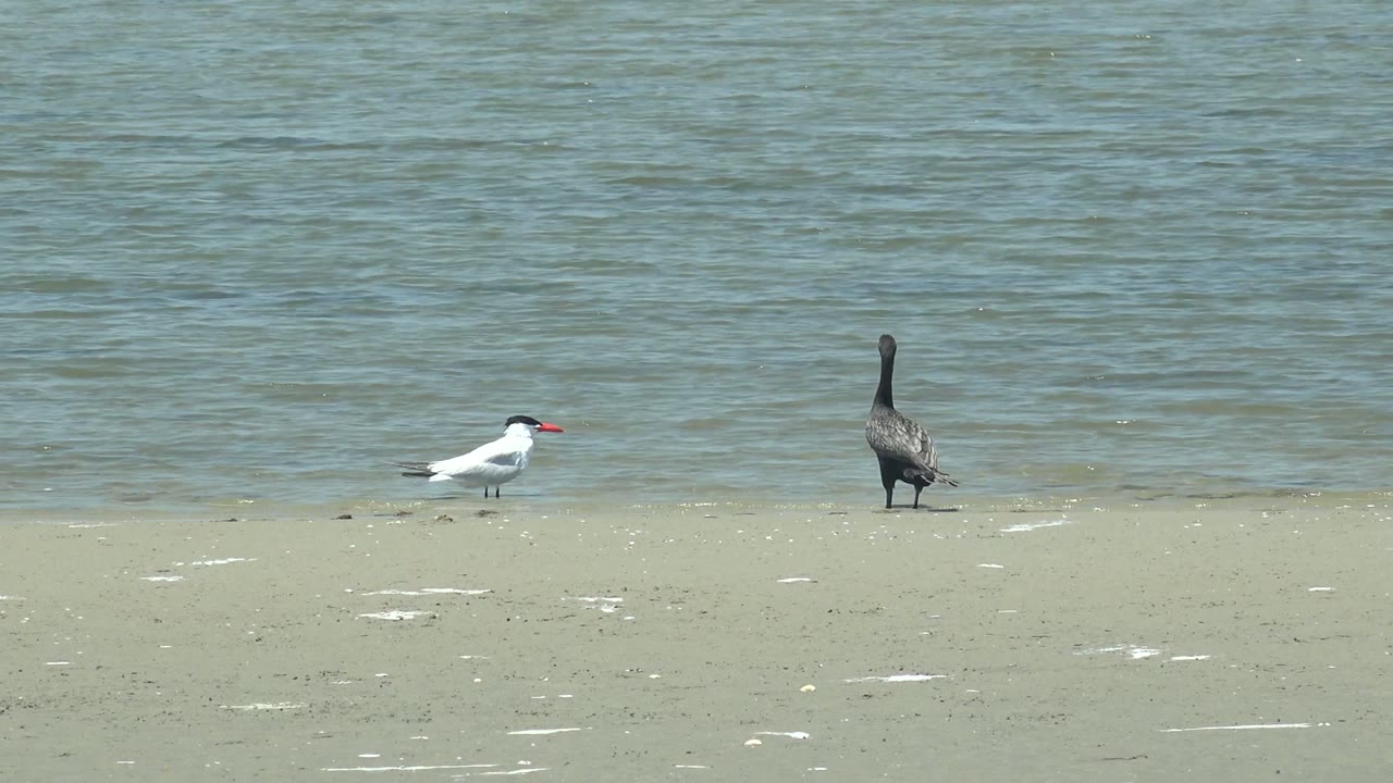 At 0:00 in Guerrero Negro, Baja California Sur, two shorebirds stand on pale sand while a small bird swims in rippled water behind them, with no visible people.