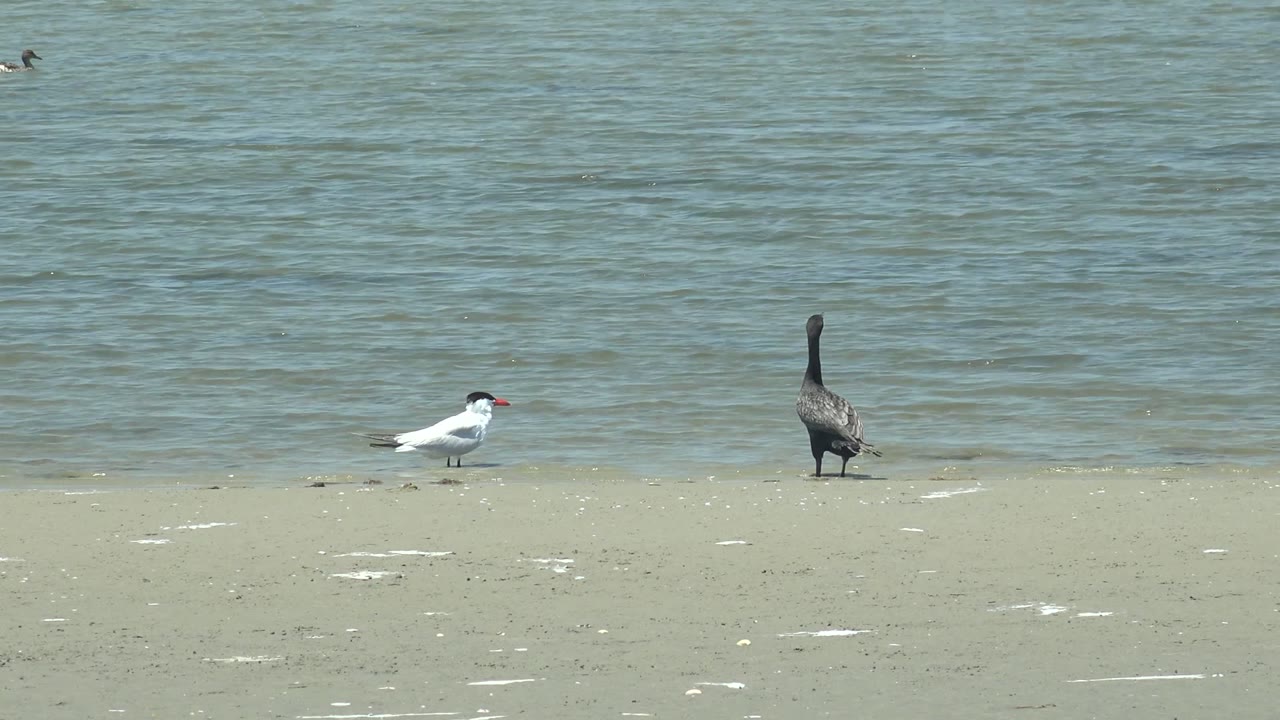 White bird and dark bird standing on sand beside rippled water.