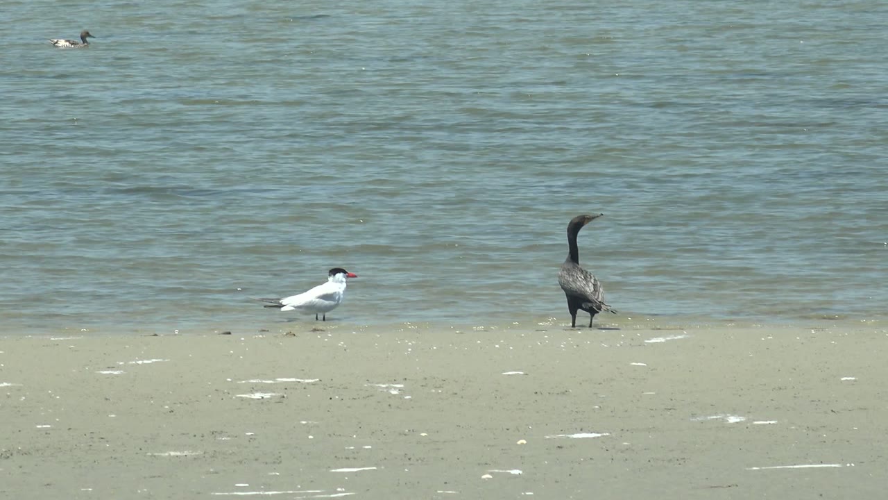 At 0:02 in Guerrero Negro, Baja California Sur, the two standing birds remain near the waterline while the small swimmer appears higher in the water background, with no visible people.