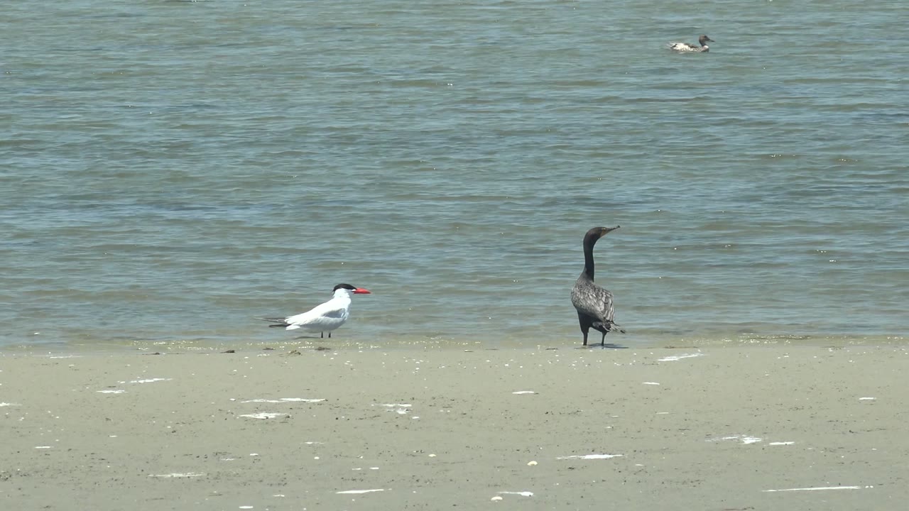 At 0:00 in Guerrero Negro, Baja California Sur, a white bird with a red beak and a taller dark bird stand on pale sand beside rippled blue-green water, with no visible people.
