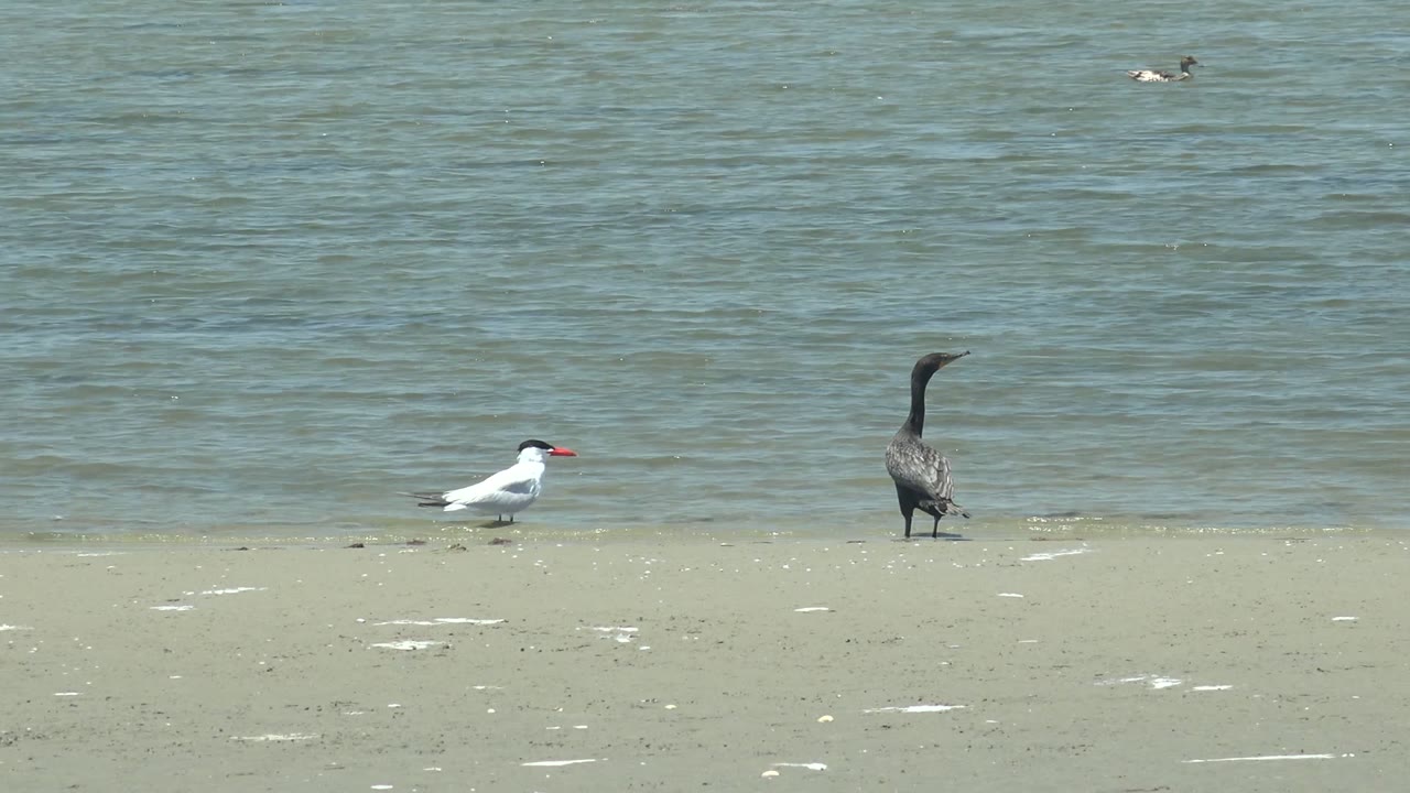 White bird and darker bird remain on sand near calm water.