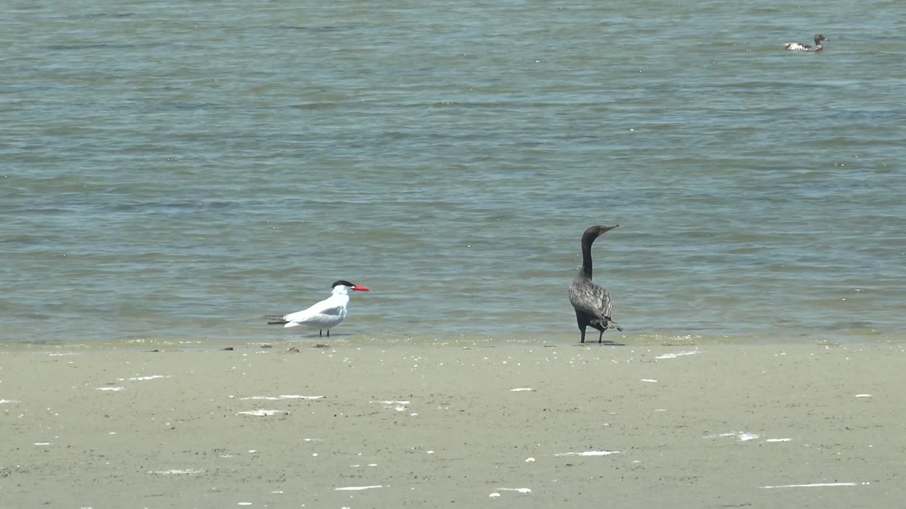 At 0:02 in Guerrero Negro, Baja California Sur, the white bird faces right near the center-left while the dark bird stands farther right against the rippled water, with no visible people.