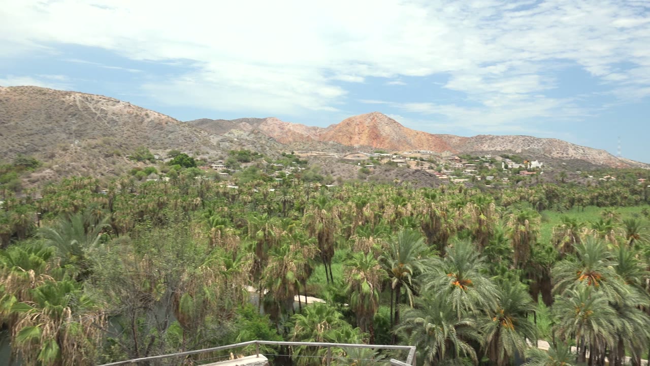 Opening view of a Mulege palm grove with dense green vegetation, a pale river path partly visible, reddish mountains in the distance, and no visible people.