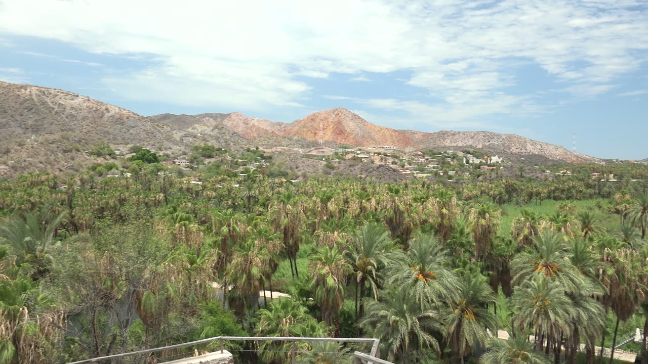 Palm trees and green river vegetation with mountains across the horizon