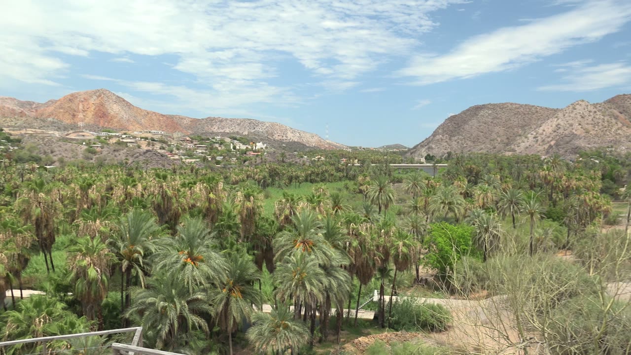 Palm trees below desert hills and scattered clouds