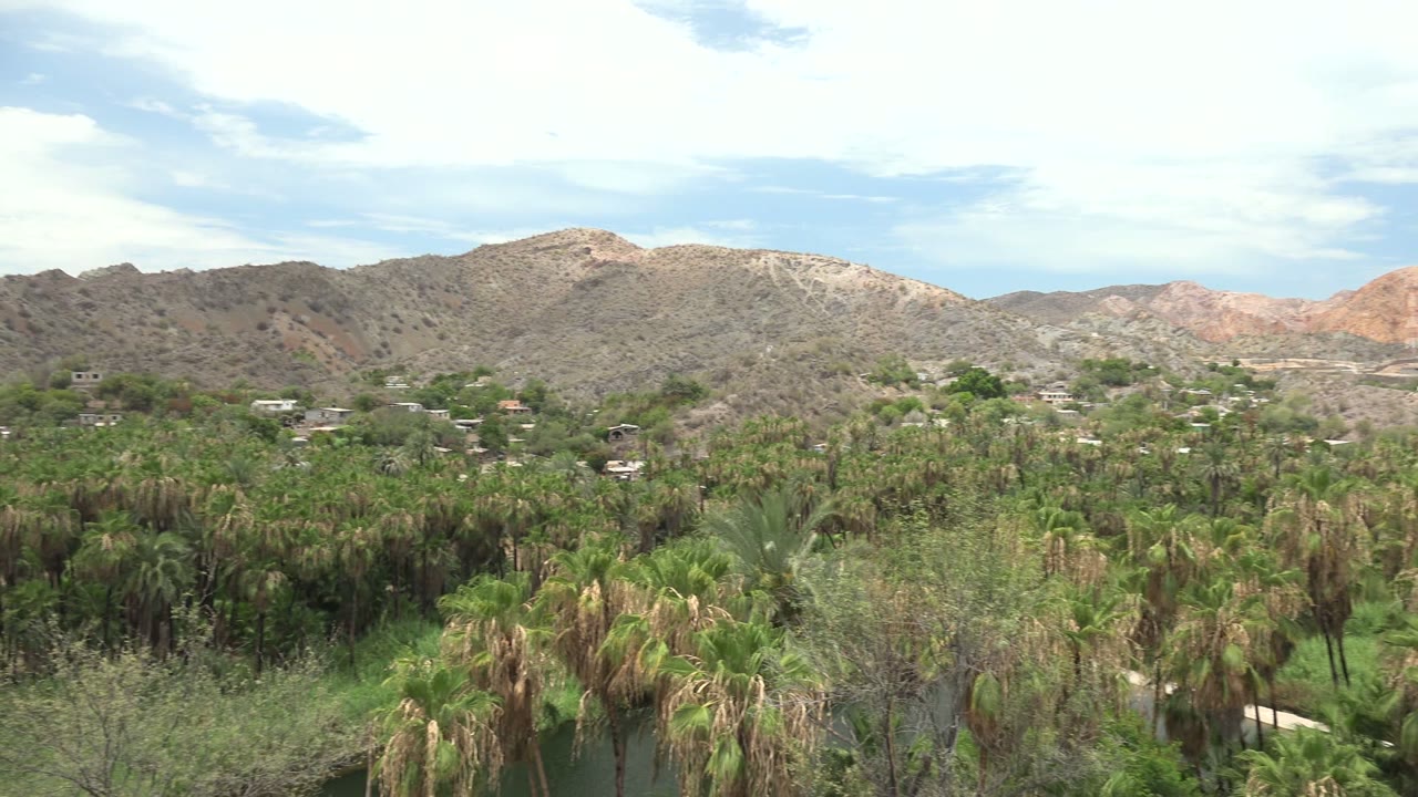 Wide palm canopy with arid hills and scattered buildings beyond.