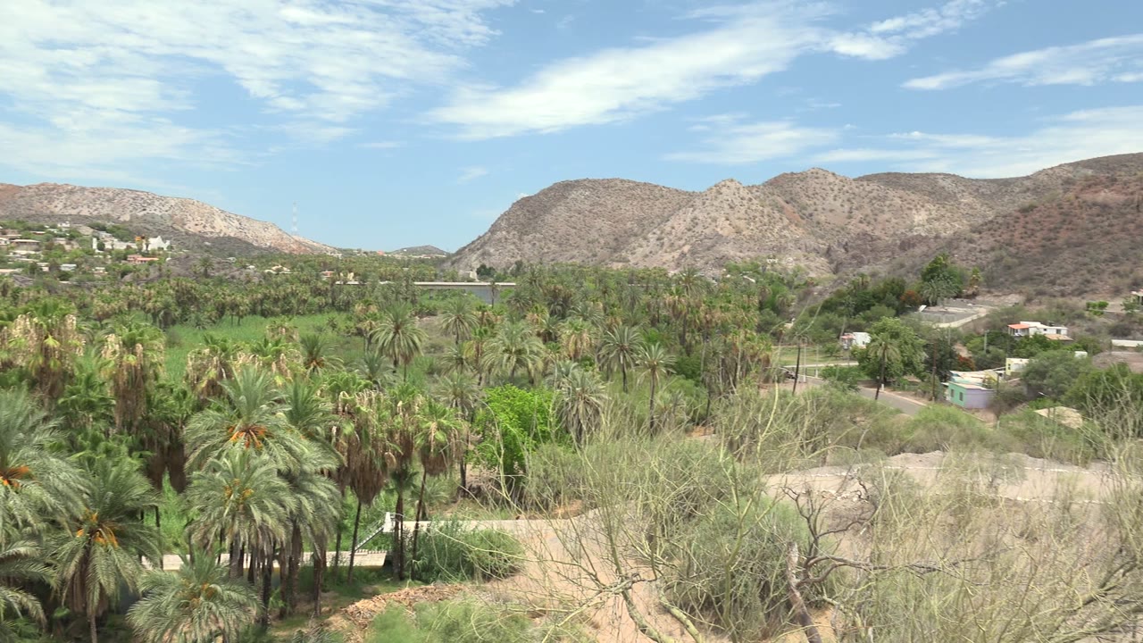 Desert palms, green field, and mountain ridge
