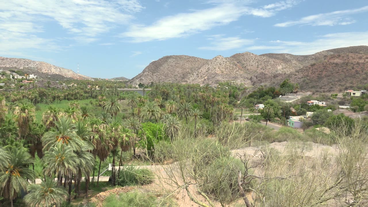 Mulege, Baja California Sur view across an oasis-like palm grove, scattered light-colored houses, scrubby foreground branches, rocky hills, and no visible people.