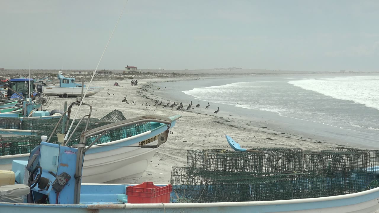 Blue fishing boats and cages beside pelicans near the surf on a sandy beach.