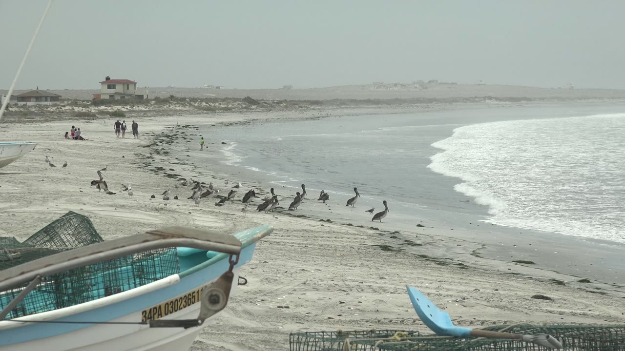 Opening frame of pelicans and smaller shorebirds on a sandy Punta Abreojos beach, with a blue and white fishing boat partly blocking the foreground and distant people near the surf.