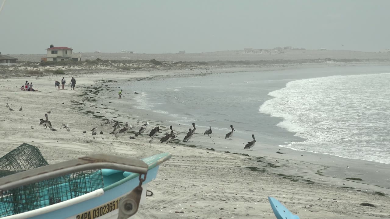 Pelicans gather near the shoreline while people walk in the background and a fishing boat sits in the foreground.
