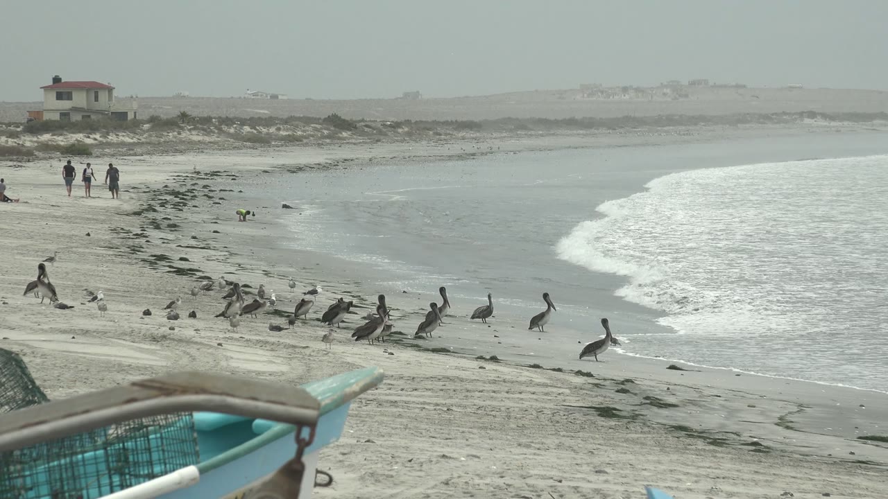A later view of the Punta Abreojos shoreline shows pelicans spaced across damp sand, foamy surf on the right, a partial fishing boat at the bottom edge, and walkers near the dunes.