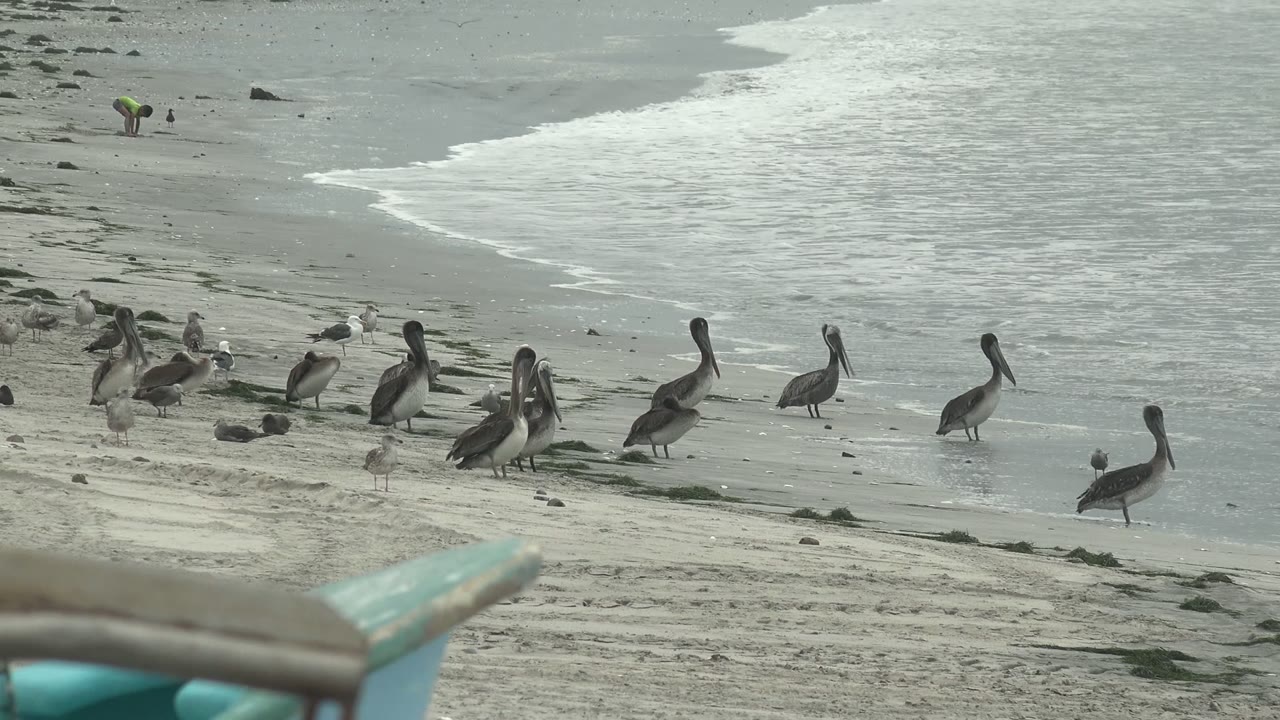 Pelicans and smaller seabirds stand along the sandy Punta Abreojos shoreline with pale surf behind them, a blurred turquoise boat edge in the foreground, and no visible people.