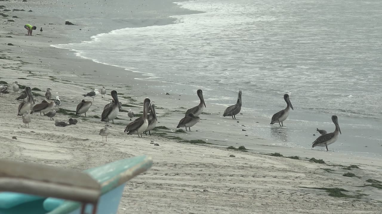 Group of pelicans and seabirds standing near the surf on wet sand.