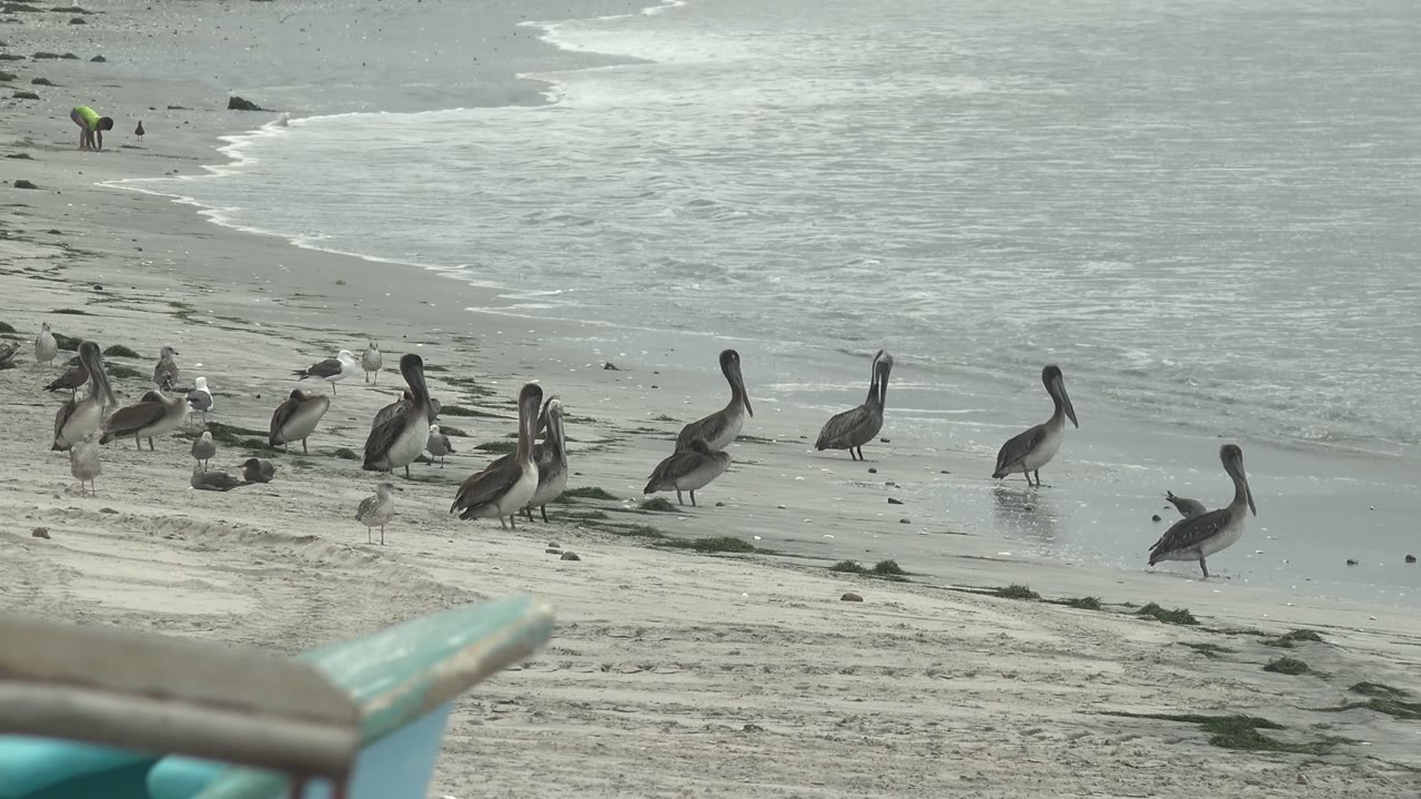 Pelicans and seabirds line the Punta Abreojos beach in loose groups, with one bird standing apart near the surf, muted gray water behind, and no visible people.