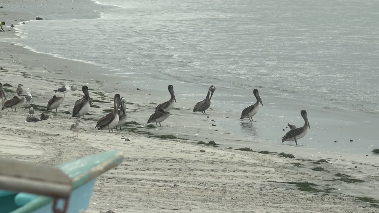 Pelicans on sloped sand beside a thin line of surf.