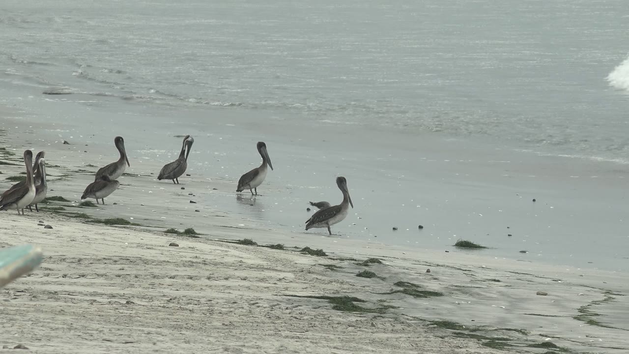 Pelicans stand across the wet sand at Punta Abreojos, Baja California Sur, Mexico, with low ocean water behind them and no visible people.