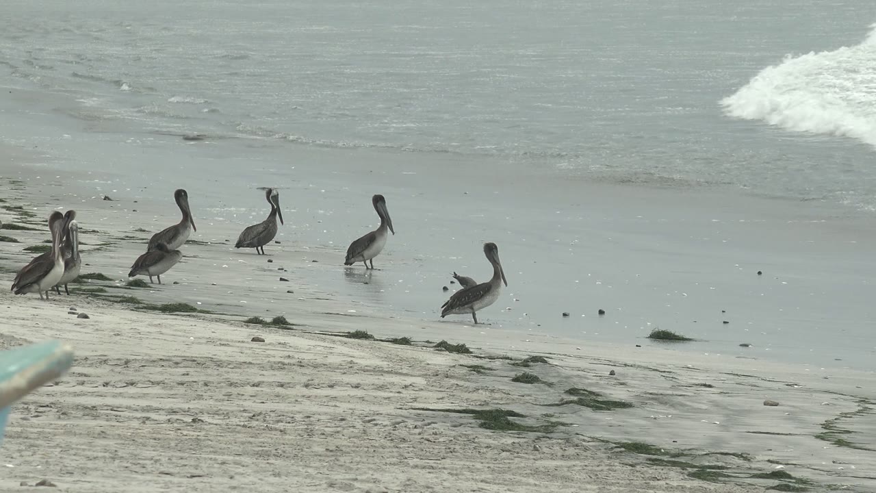 Pelicans on wet sand with surf farther up the beach.