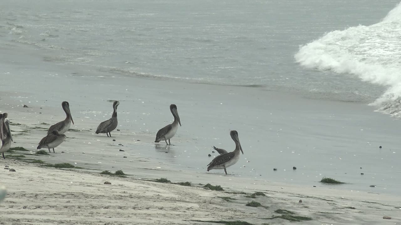 A line of pelicans stands on the sandy shore at Punta Abreojos while white foam approaches from the upper right, with no visible people.