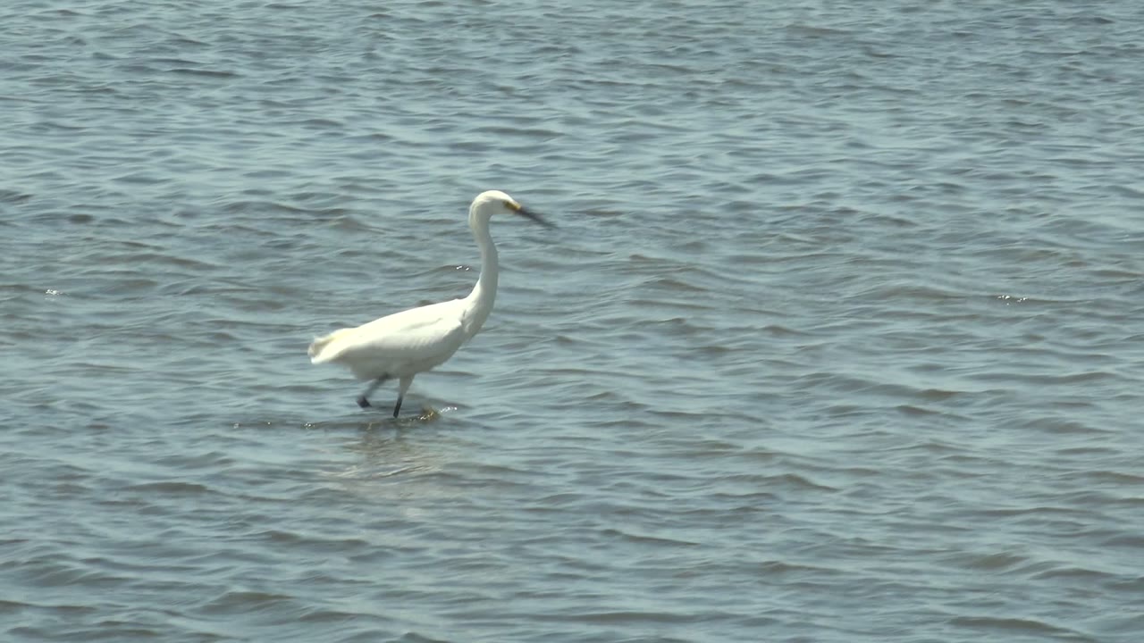 A white egret wades left to right through shallow rippled water in Guerrero Negro, Baja California Sur, Mexico, with no visible people.