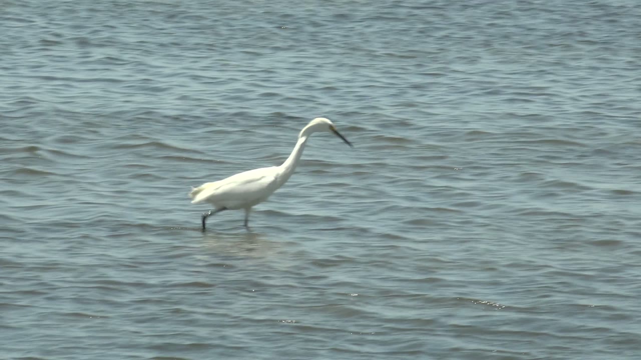 White egret stepping through open shallow water.