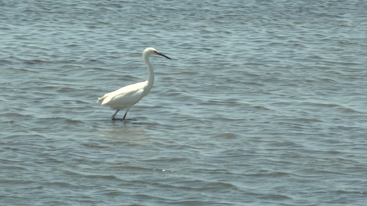 A white egret stands upright in shallow Guerrero Negro water, separated from the background by soft daylight on the ripples, with no visible people.