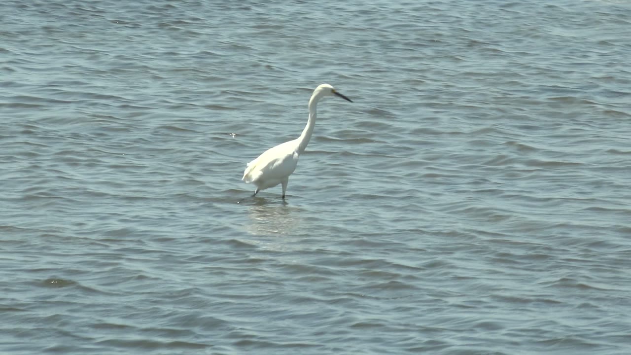 A white egret wades near the left side of rippled shallow water in Guerrero Negro, Baja California Sur, with no visible people.