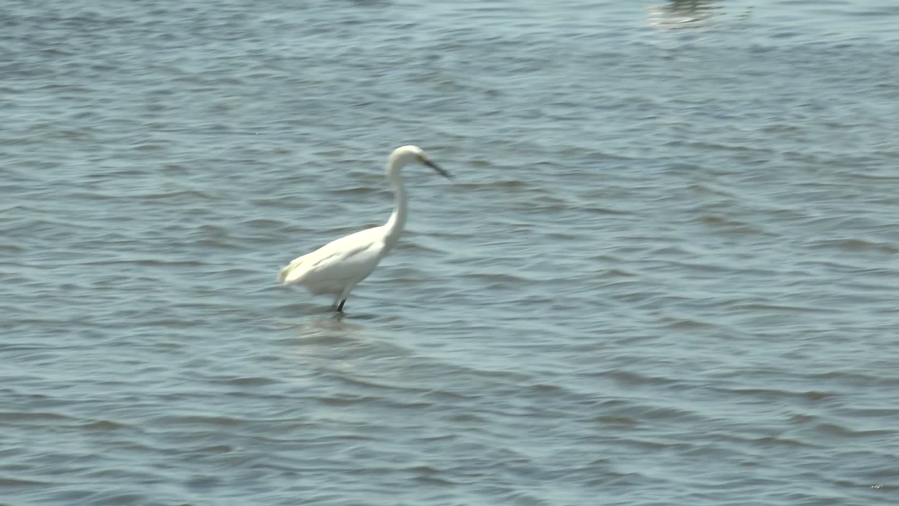 White egret standing in blue-green rippled water.