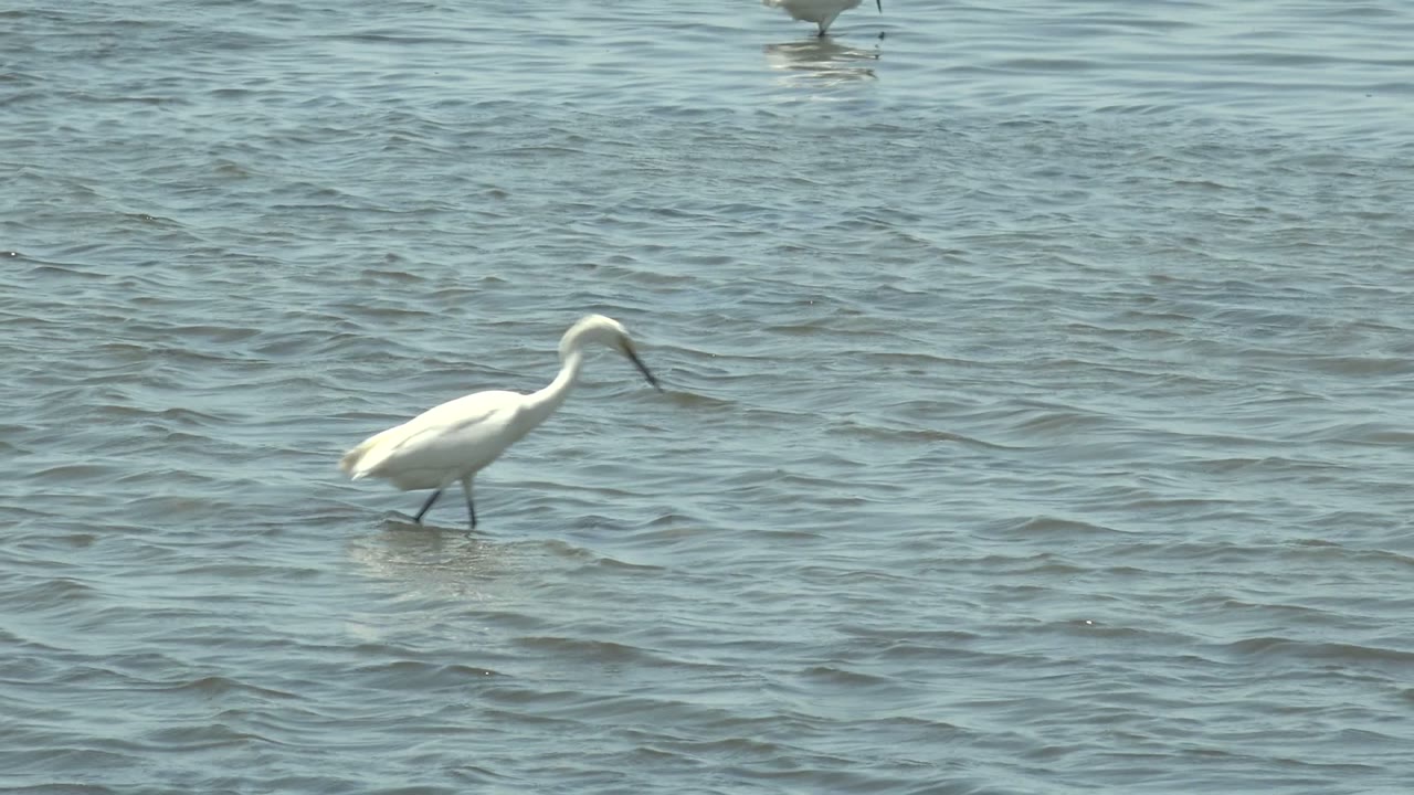A white egret walks toward the right through shallow rippled water in Guerrero Negro, Baja California Sur, with no visible people.