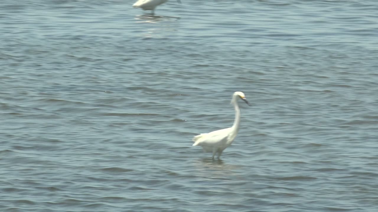 A white wading bird stands left of center in shallow rippled water in Guerrero Negro, Baja California Sur, Mexico, with no visible people.