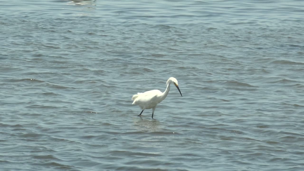 White bird stepping through shallow water with beak lowered