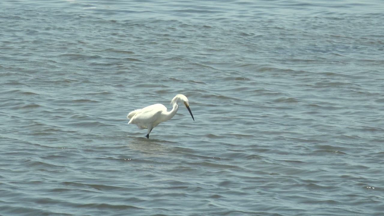 Two white wading birds appear near the right side of the frame in Guerrero Negro water, one with its beak lowered, and no visible people are present.