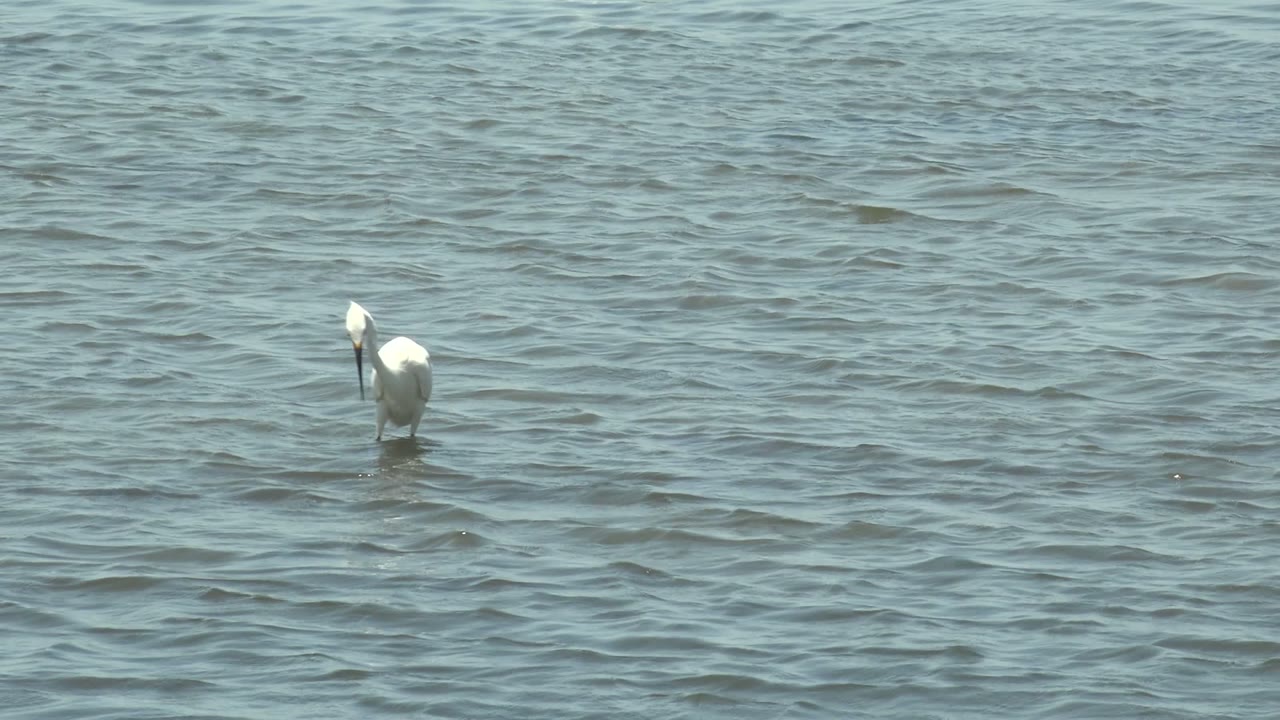 A white pelican stands in shallow blue green water at Guerrero Negro, Baja California Sur, with its head angled down and no visible people.