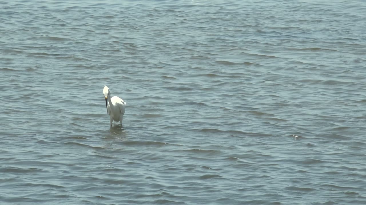 White pelican bending its head toward its feathers