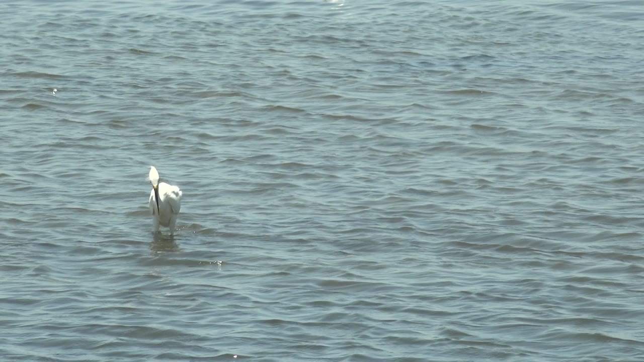 The white pelican remains alone in the Guerrero Negro shallows, its body bright against darker ripples as it keeps its head lowered, with no visible people.