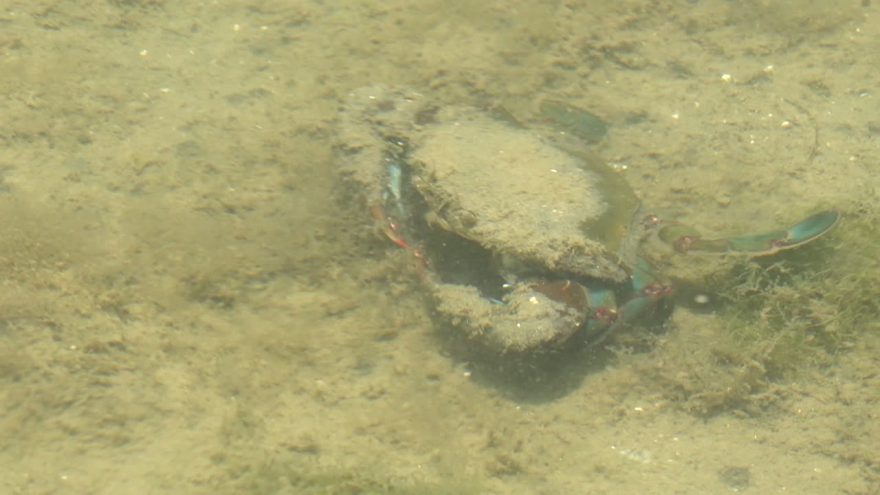 A crab crawls over the sandy muddy seabed in Guerrero Negro, Baja California Sur, with blue-green claws visible and no visible people.