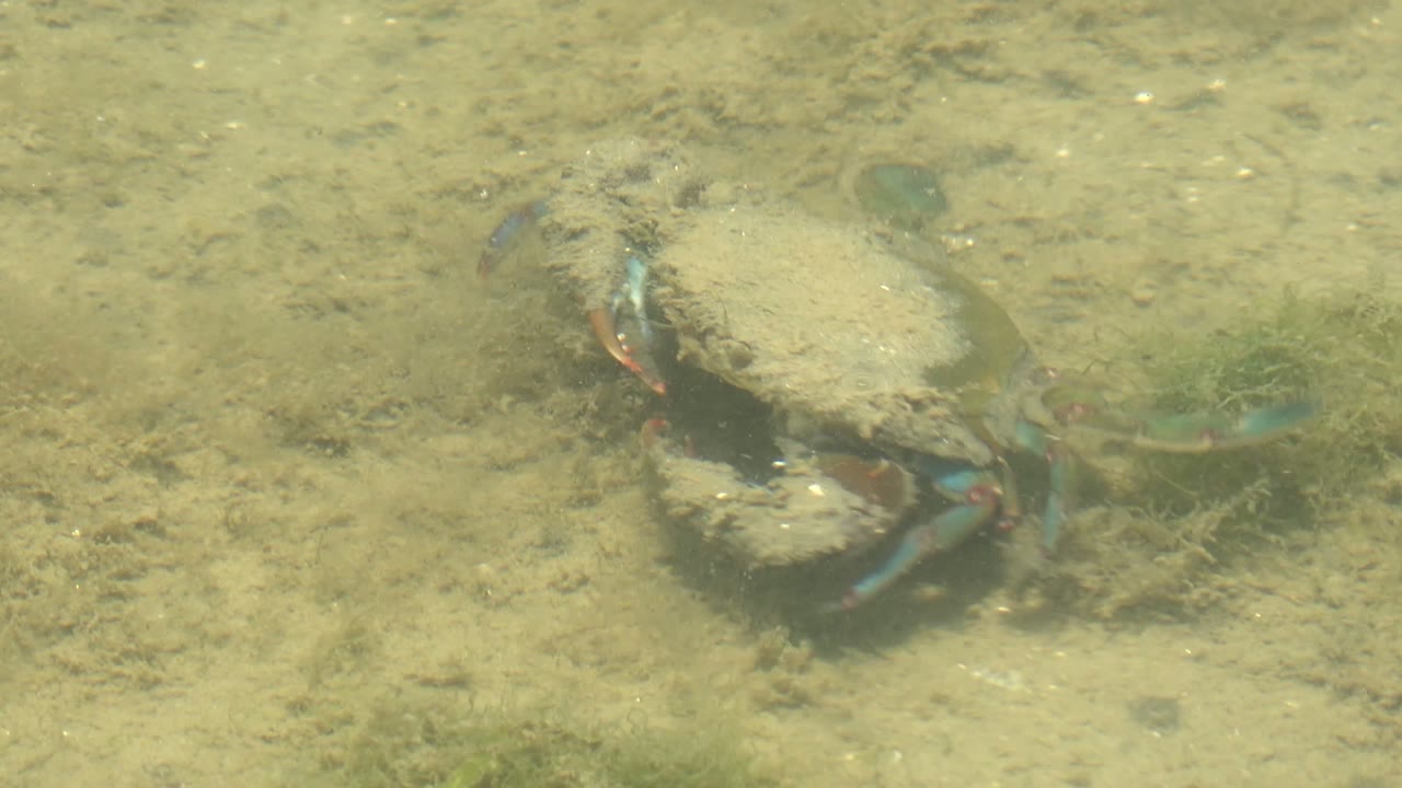 Crab viewed underwater against a sandy bottom and scattered plants.