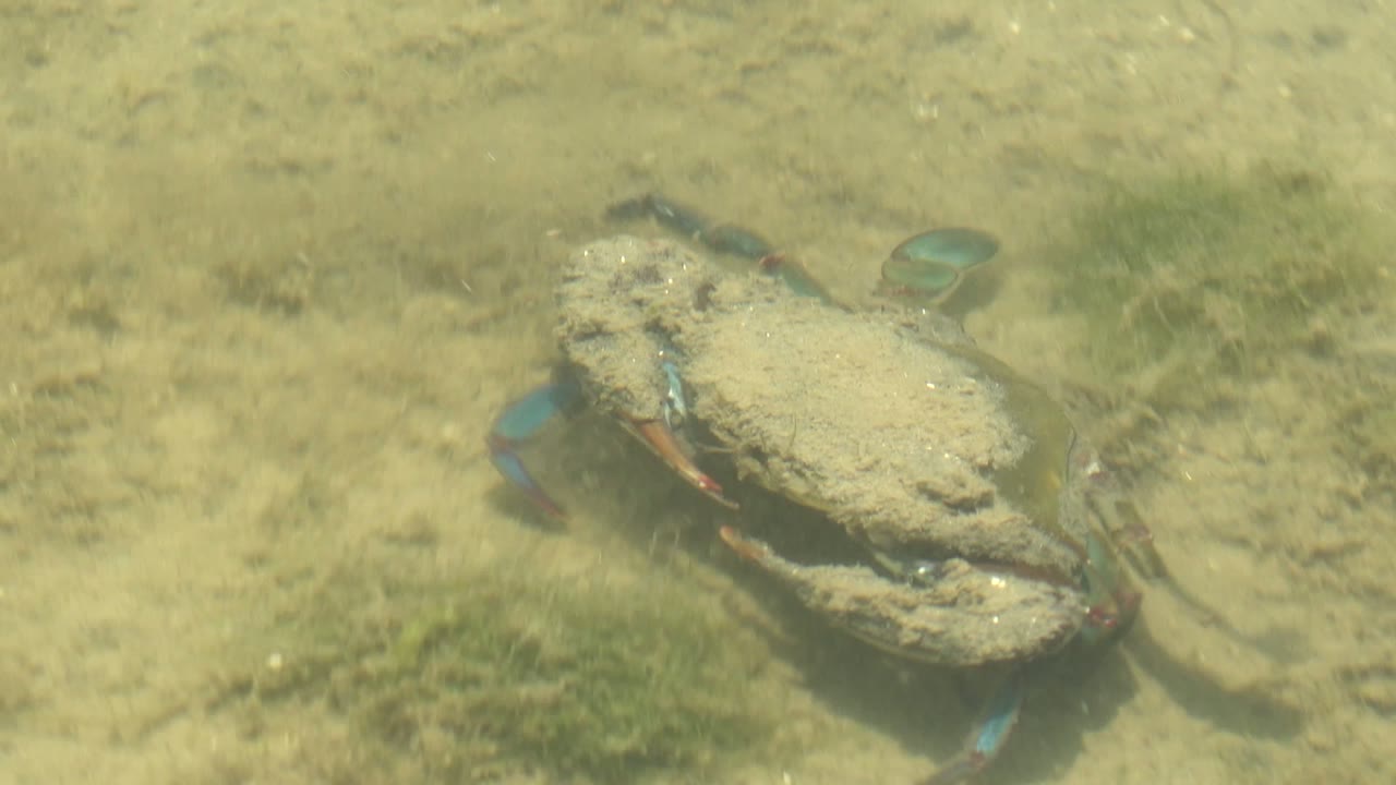 The crab is positioned near a darker patch of aquatic plants on the pale seabed in Guerrero Negro, Baja California Sur, with no visible people.
