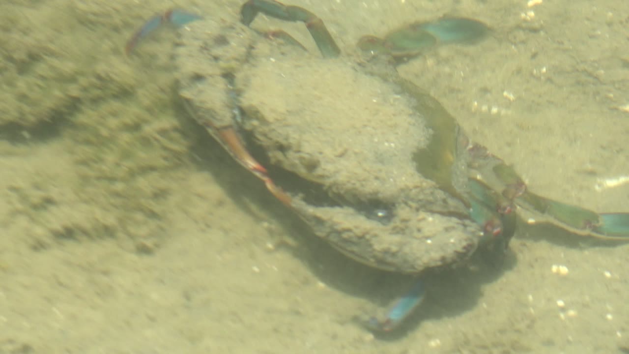 A sand-covered blue crab lies low on a pale underwater seabed in Guerrero Negro, Baja California Sur, with blue legs visible and no visible people.