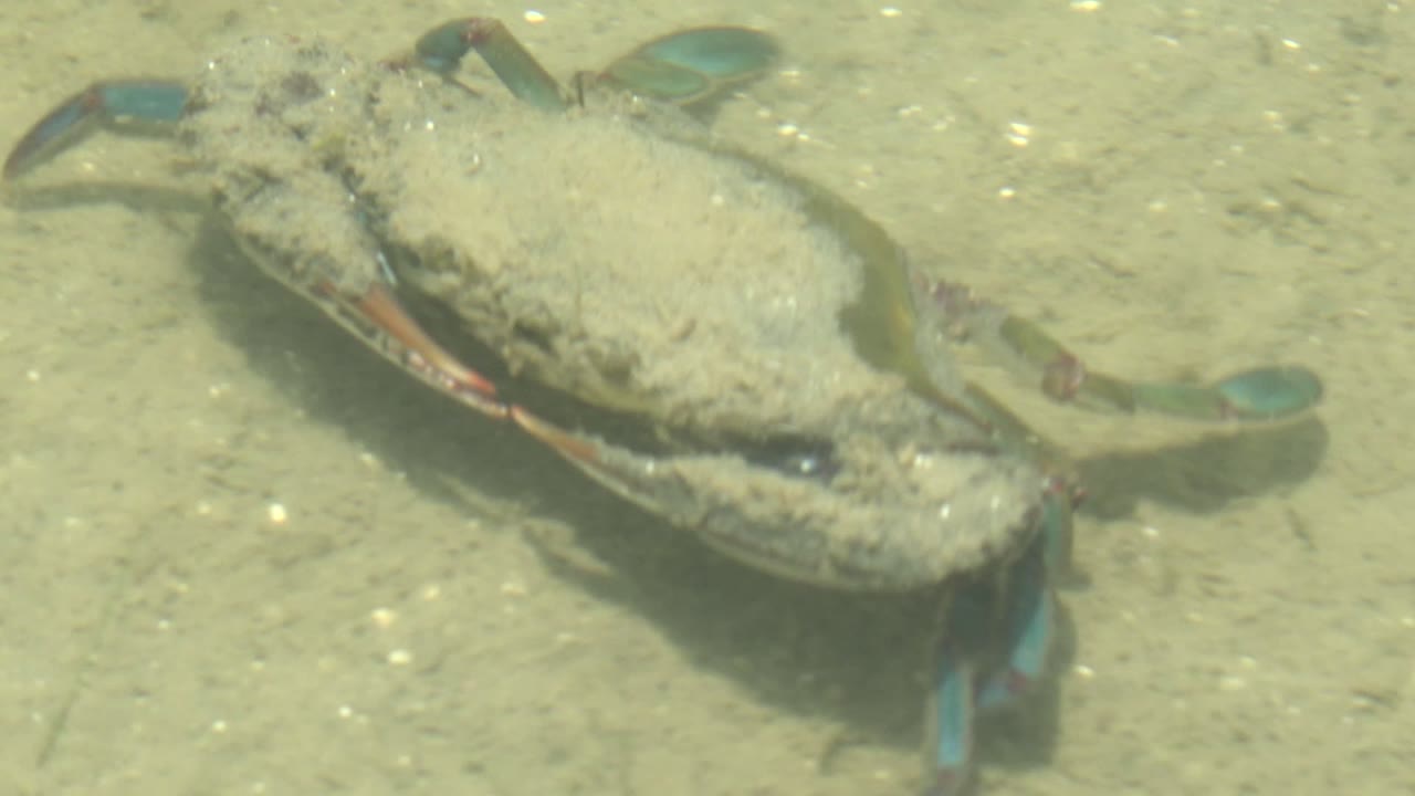 Blue crab seen close-up through shallow clear water.