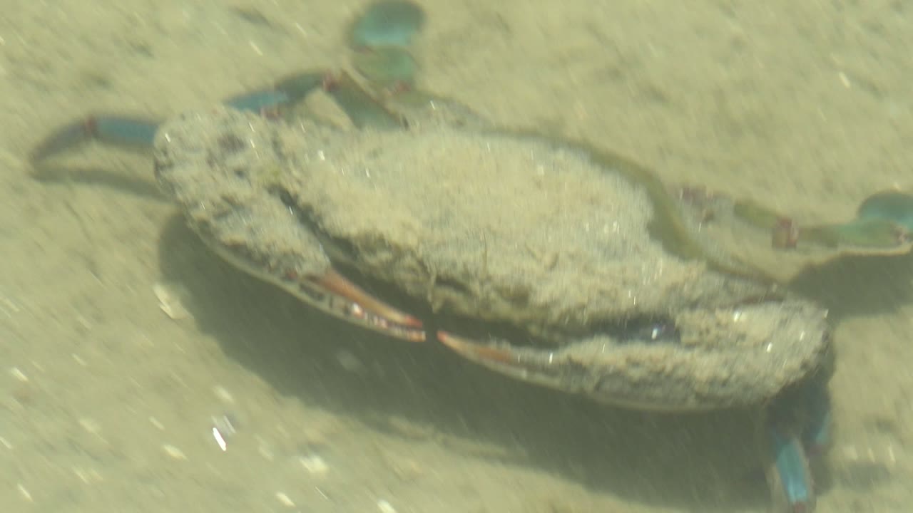 A close underwater view shows the blue crab extending across the sandy bottom in Guerrero Negro, Baja California Sur, with claws spread and no visible people.