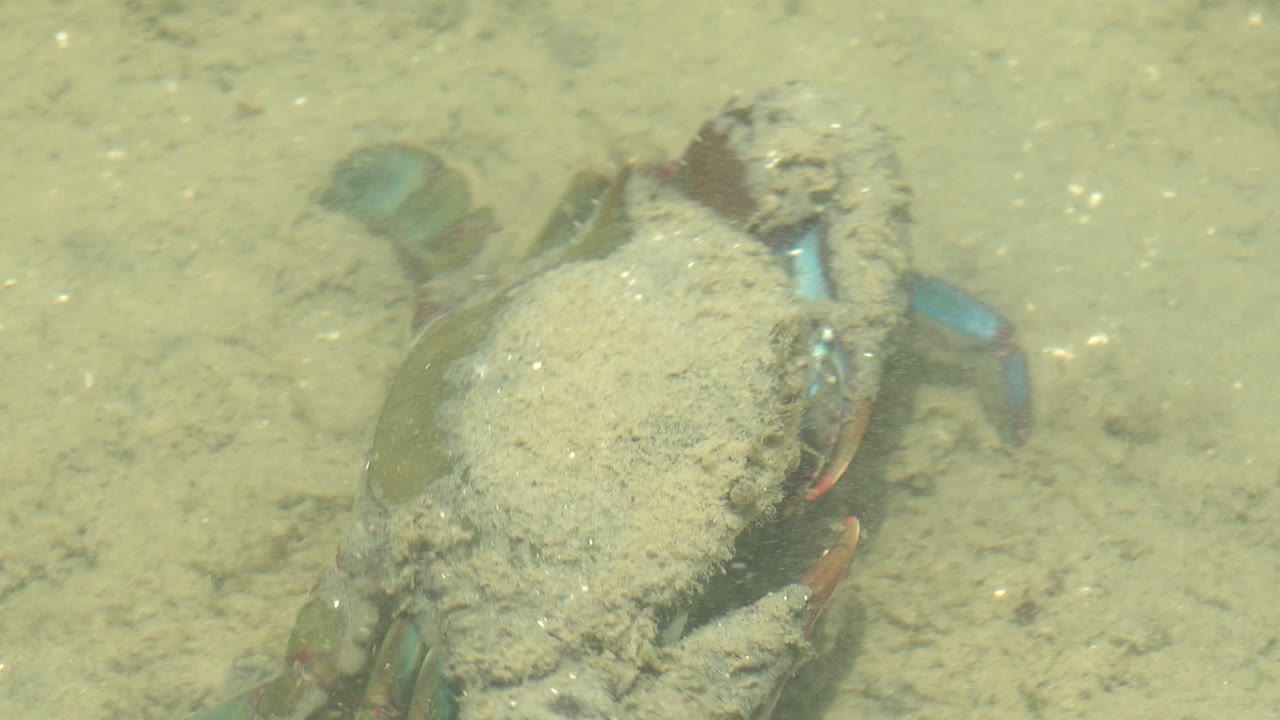 A sand-dusted crab sits low on the pale seabed in Guerrero Negro, Baja California Sur, with blue-green legs partly visible and no visible people.