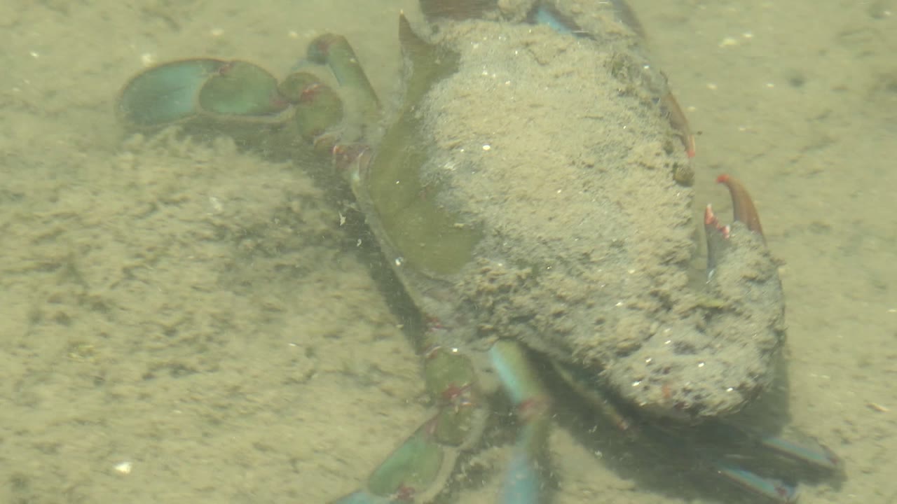 Crab centered underwater with sandy shell and blue legs.
