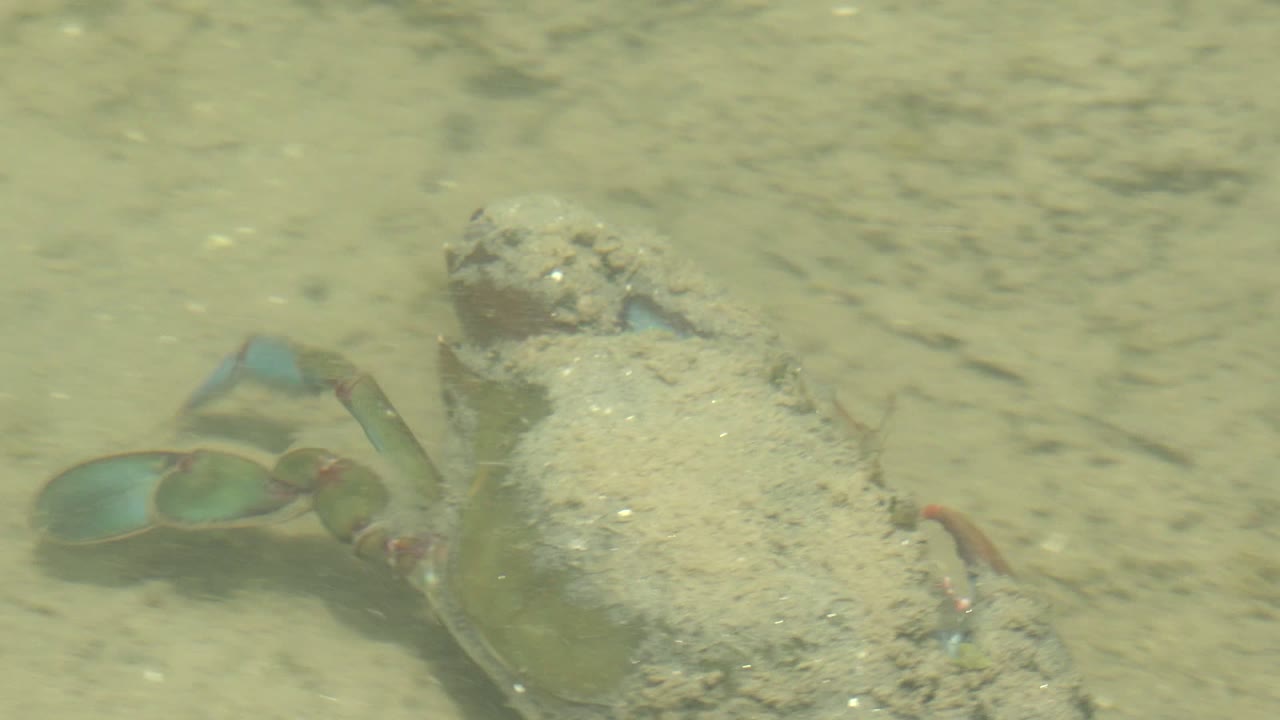 A crab angles across the sandy seabed in Guerrero Negro, Baja California Sur, with blue-green claws and legs visible through the shallow water and no visible people.