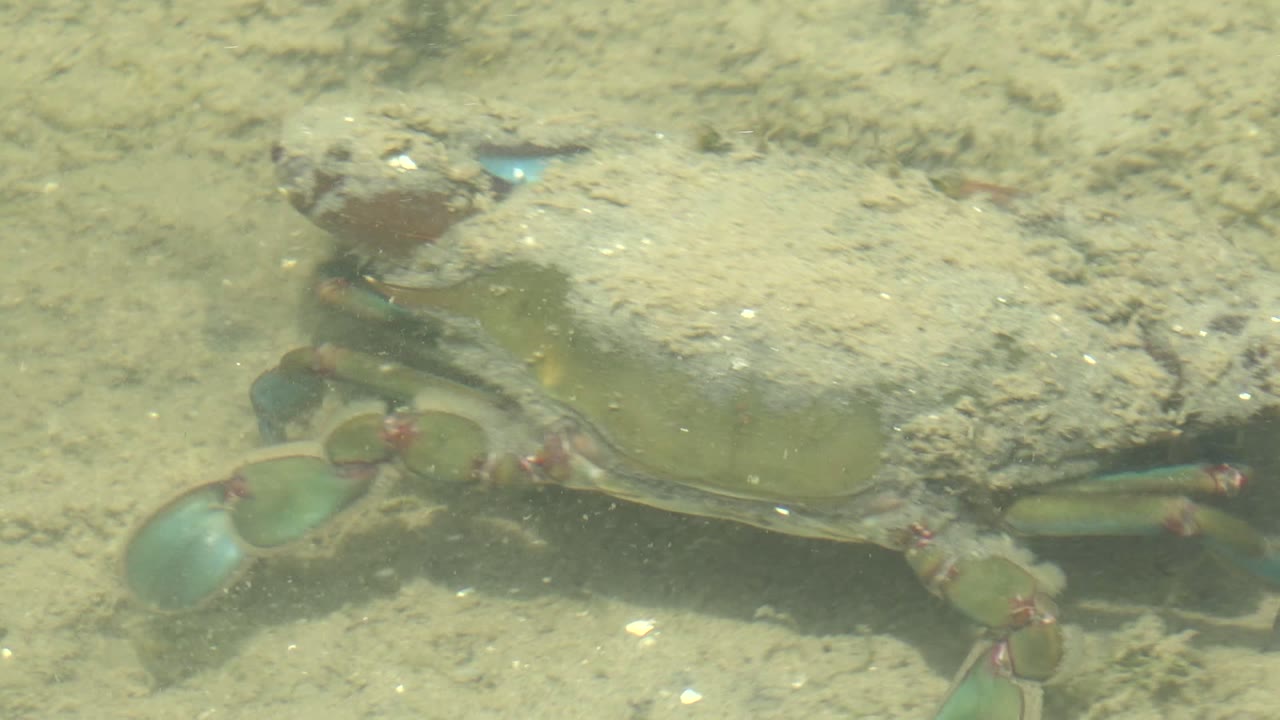 A sand-covered crab fills the left side of an underwater frame in Guerrero Negro, Baja California Sur, with blue-green claws visible and no visible people.